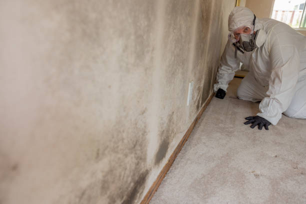 Biohazard Mold Removal in Los Gatos, CA